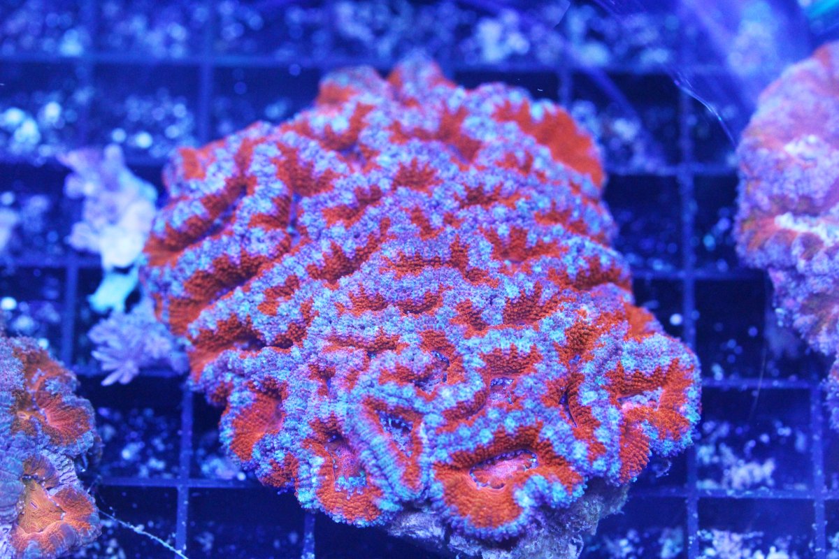 ULTRA ACAN RED 2.jpg