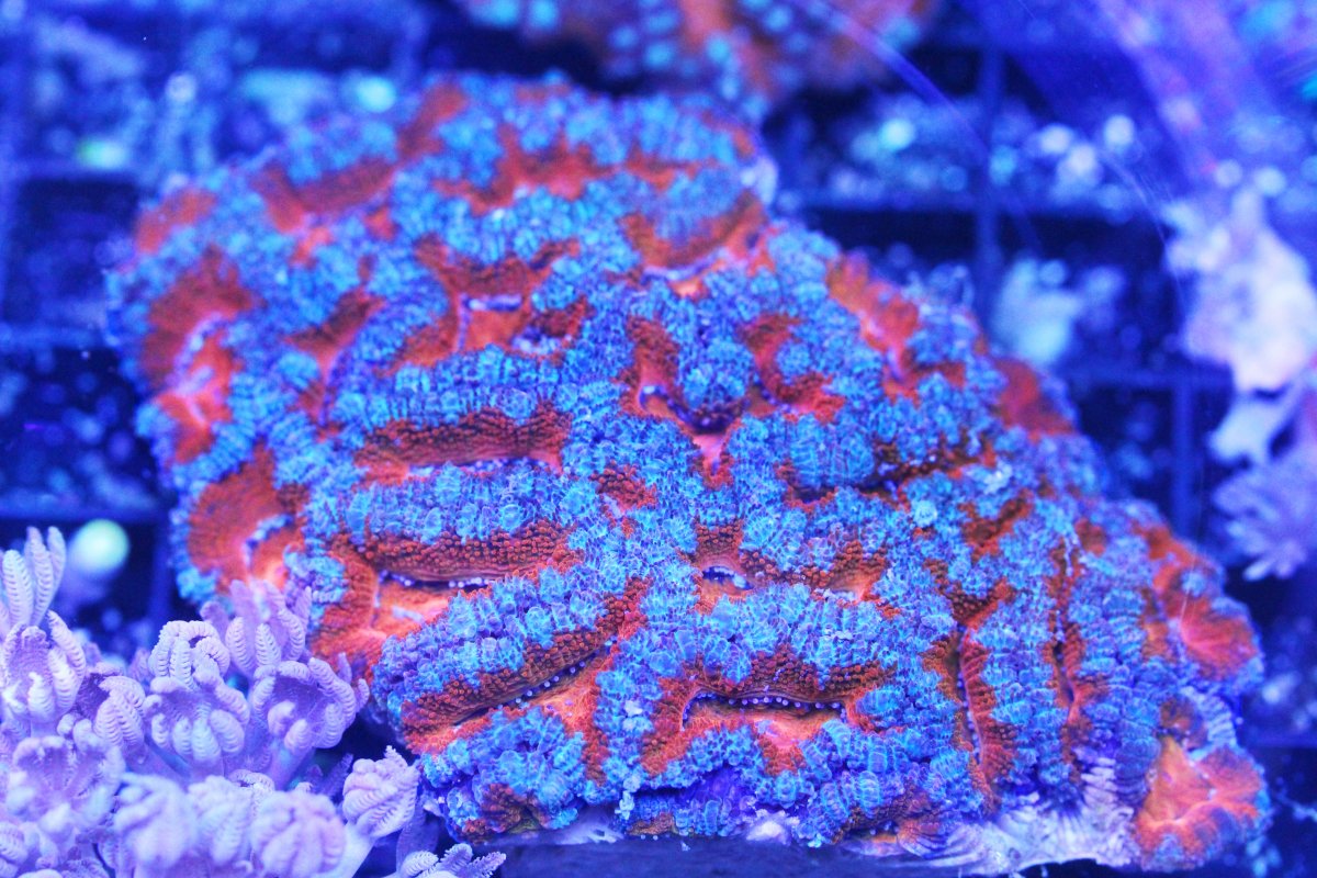 ULTRA ACAN RED 3.jpg