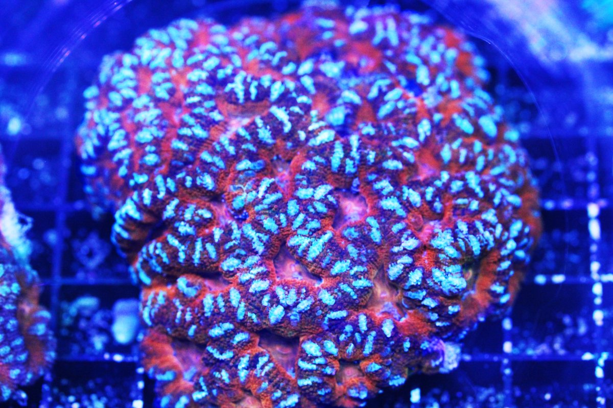 ULTRA ACAN RED 4.jpg