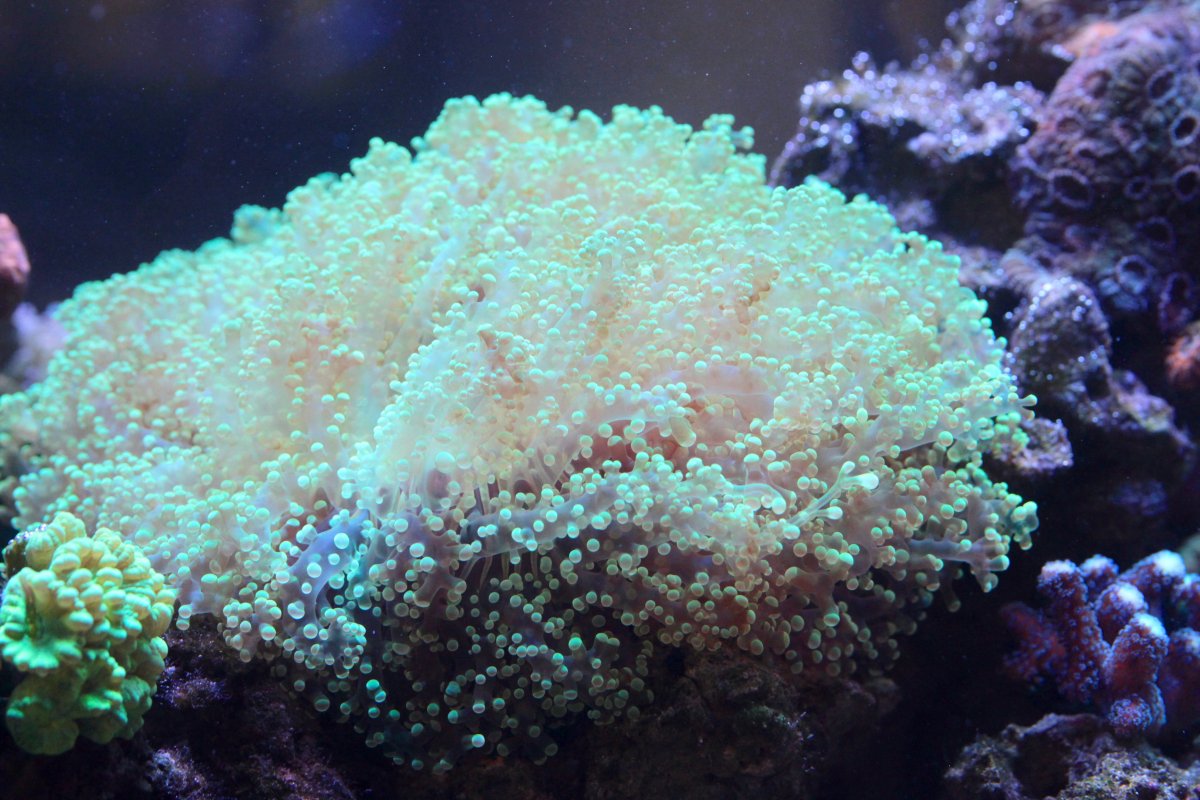 ultra green frogspawn 2.jpg