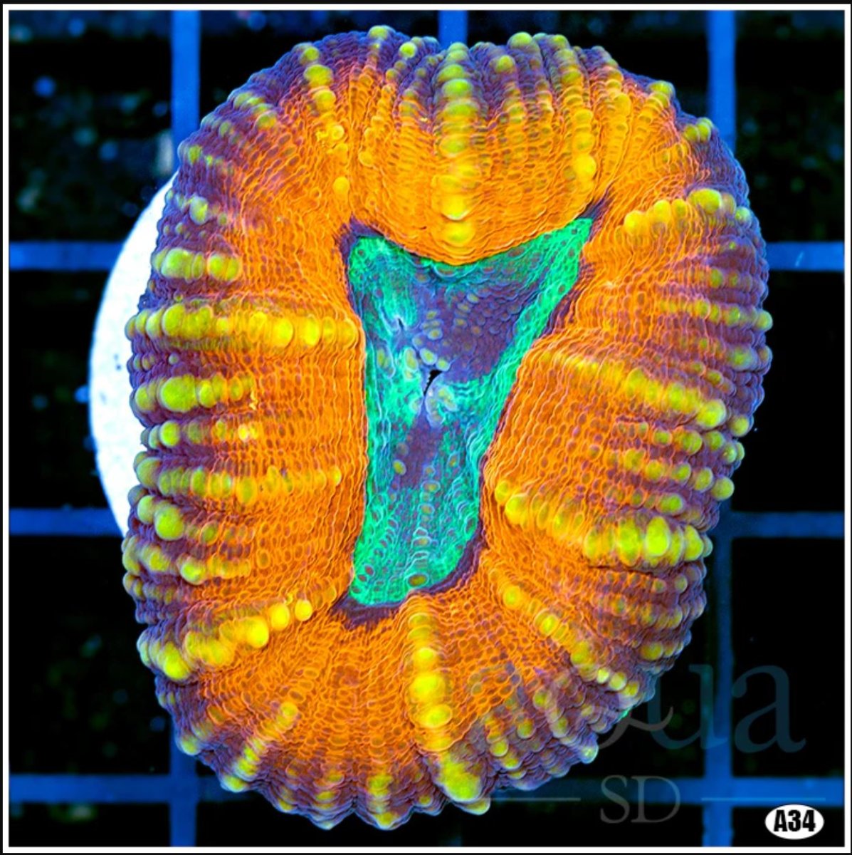 ULTRA LOBOPHYLLIA (EGG CRATE BEHIND IS 3 SQUARES = 2'').JPG