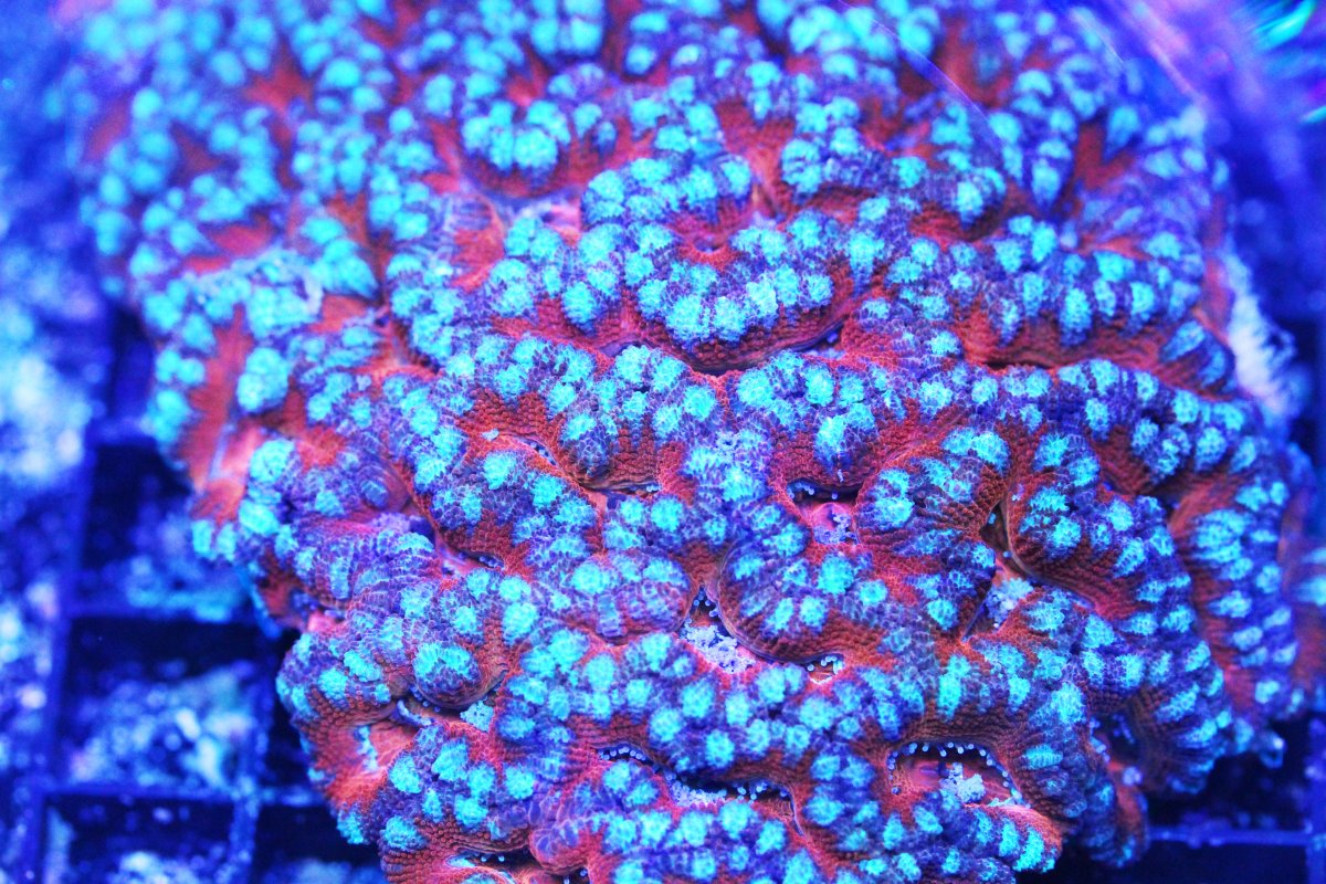 ULTRA RED ACAN 5.jpg