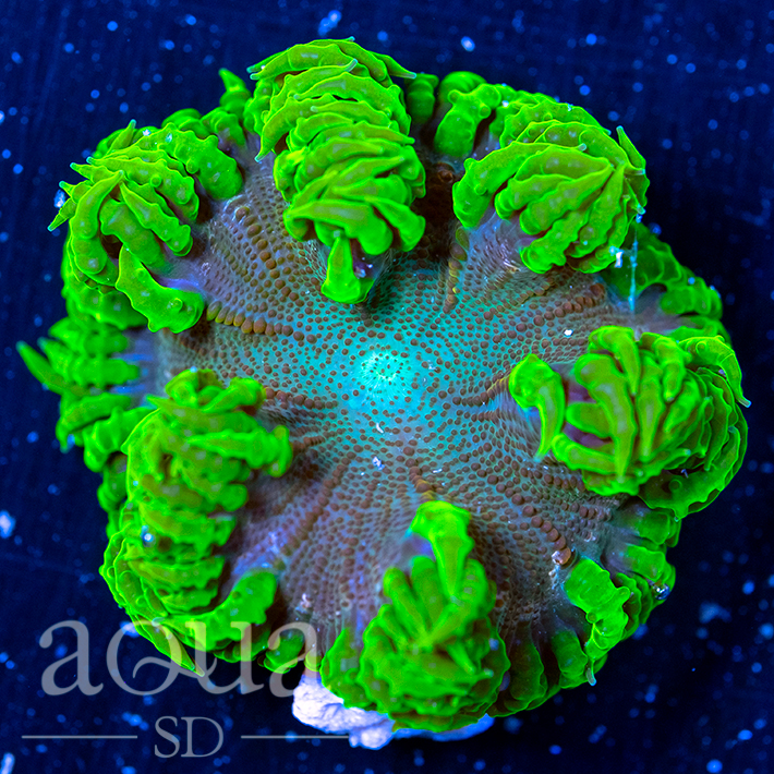 Ultra Rock Flower Anemone - Retail Price $99, SALE PRICE $31 (3).jpg