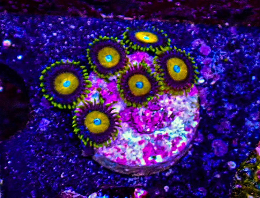 Ultra Zoas -150.JPG