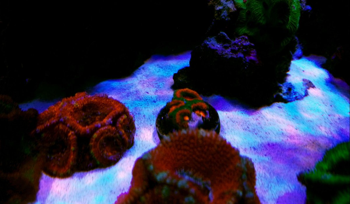 Ultra Zoas.jpg