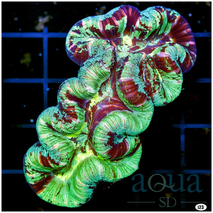 UltraAussieTrachyphyllia_EggCrateBehindis3Squares_2_-_100_6_1296x.png copy.jpg