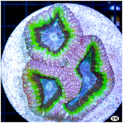 UltraLobophyllia_EggCrateBehindis3Squares_2_-_50_3_240x240_crop_center.png