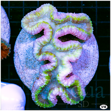 UltraLobophyllia_EggCrateBehindis3Squares_2_-_50_5_360x.png