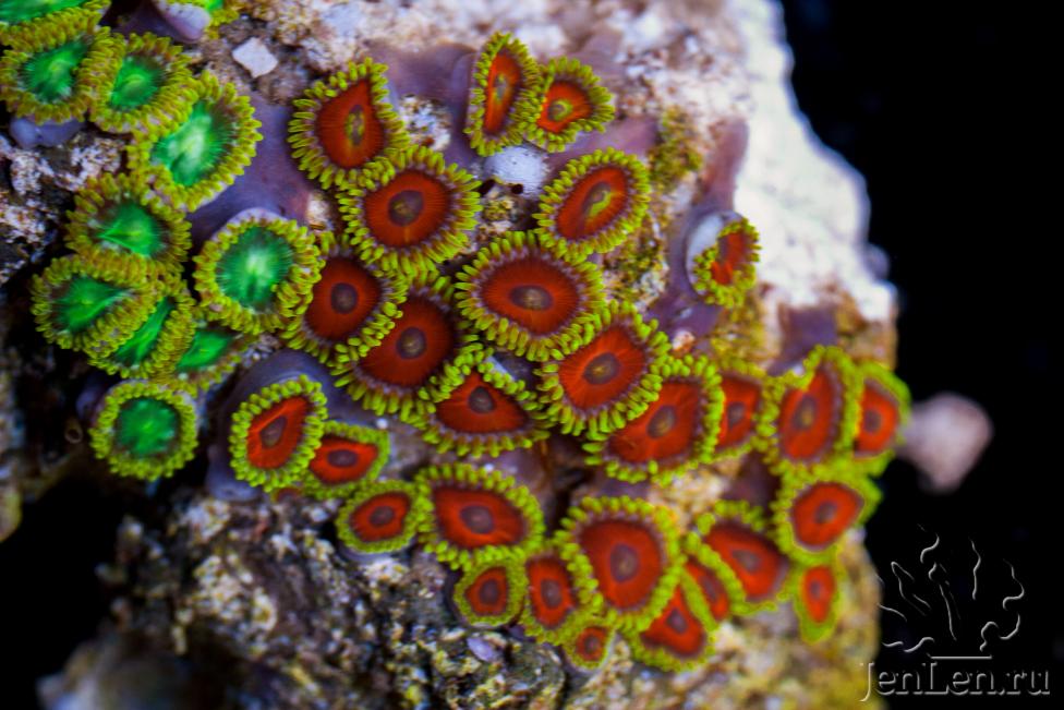 ultrazoas1.jpg