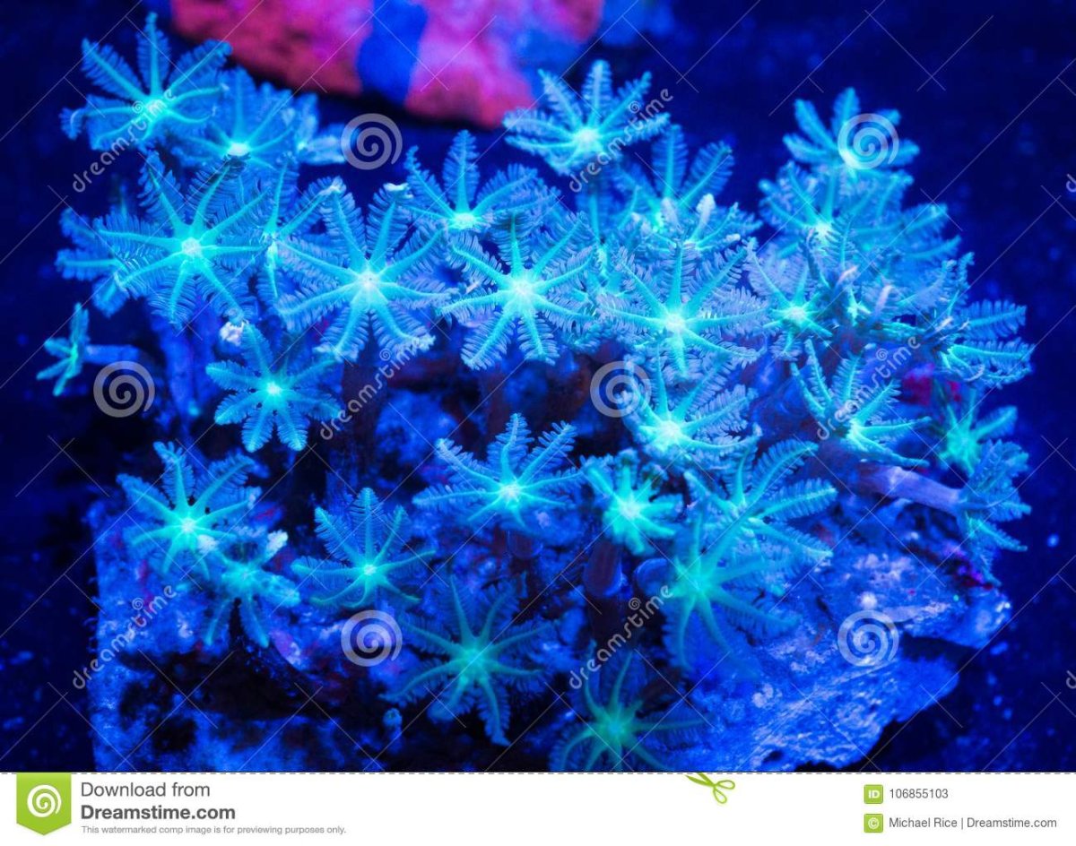 underwater-closeup-blue-clove-polyp-coral-clove-polyp-coral-106855103.jpg