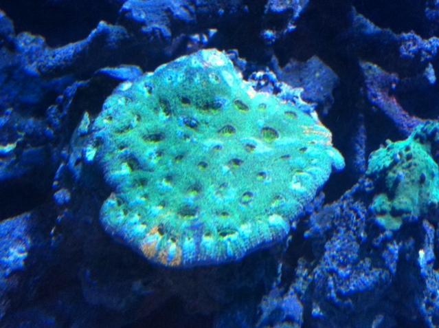 unknown coral.jpg