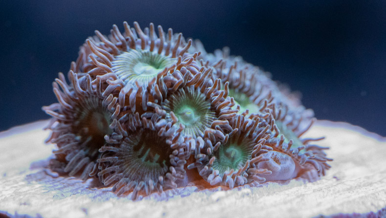 unknown_zoa6.jpg