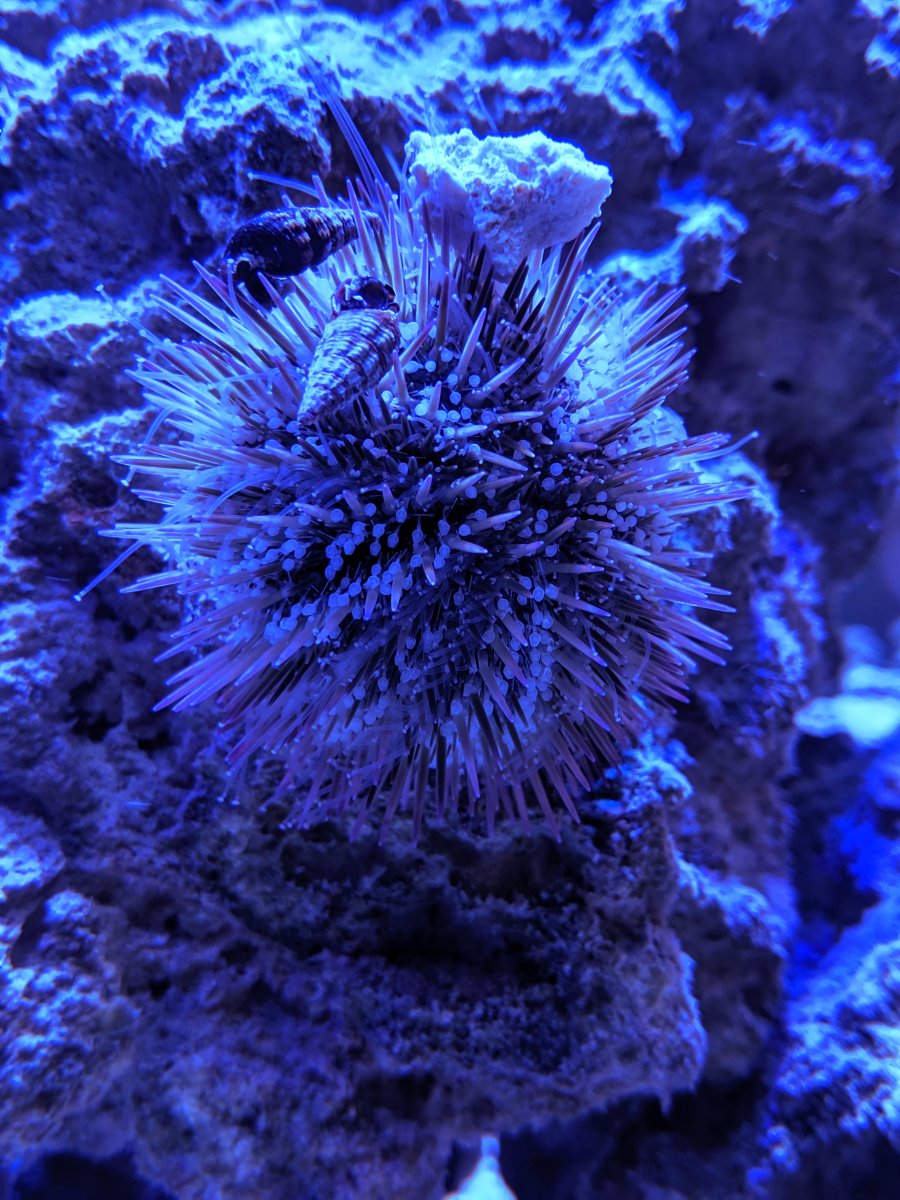 Urchin.jpg