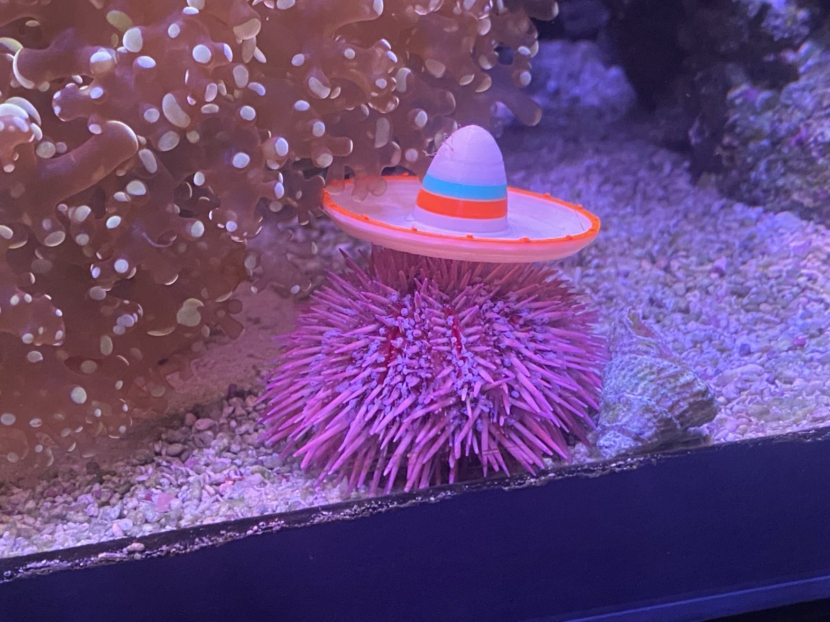 urchin.jpg