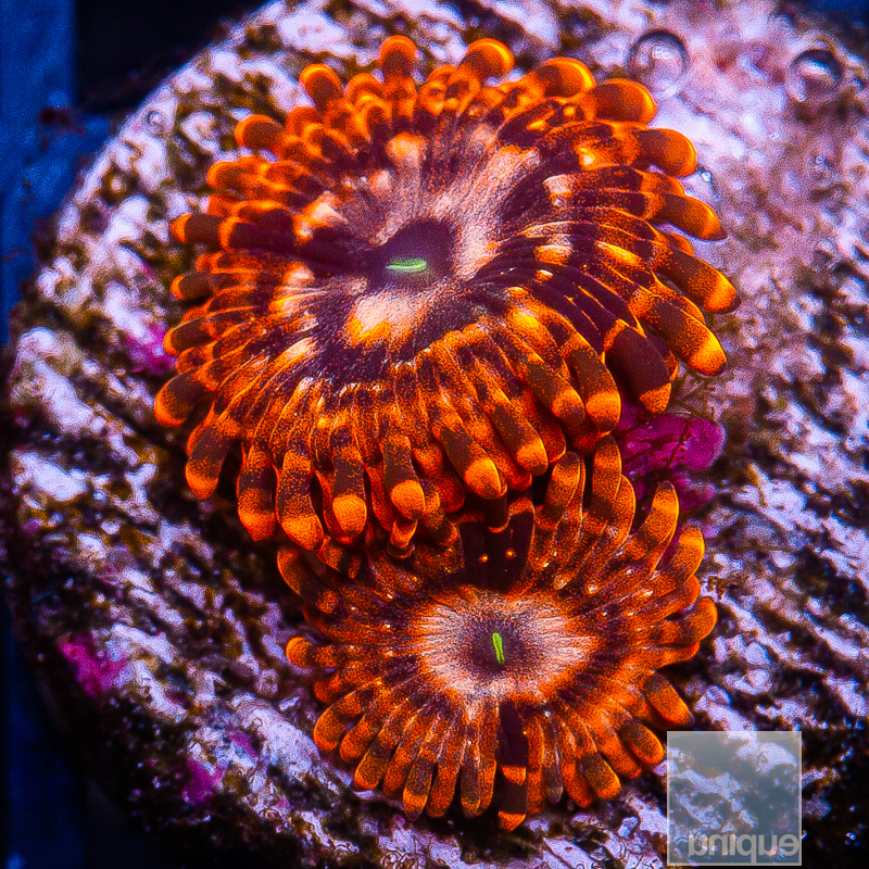 Utter Chaos Zoa 79 36.JPG