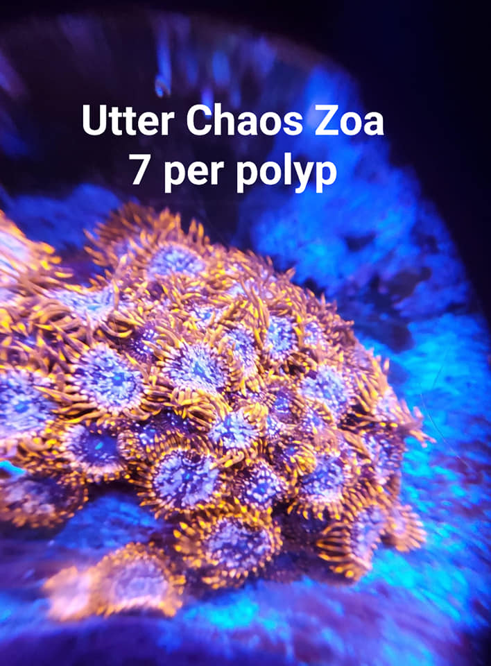 Utter Chaos Zoa.jpg