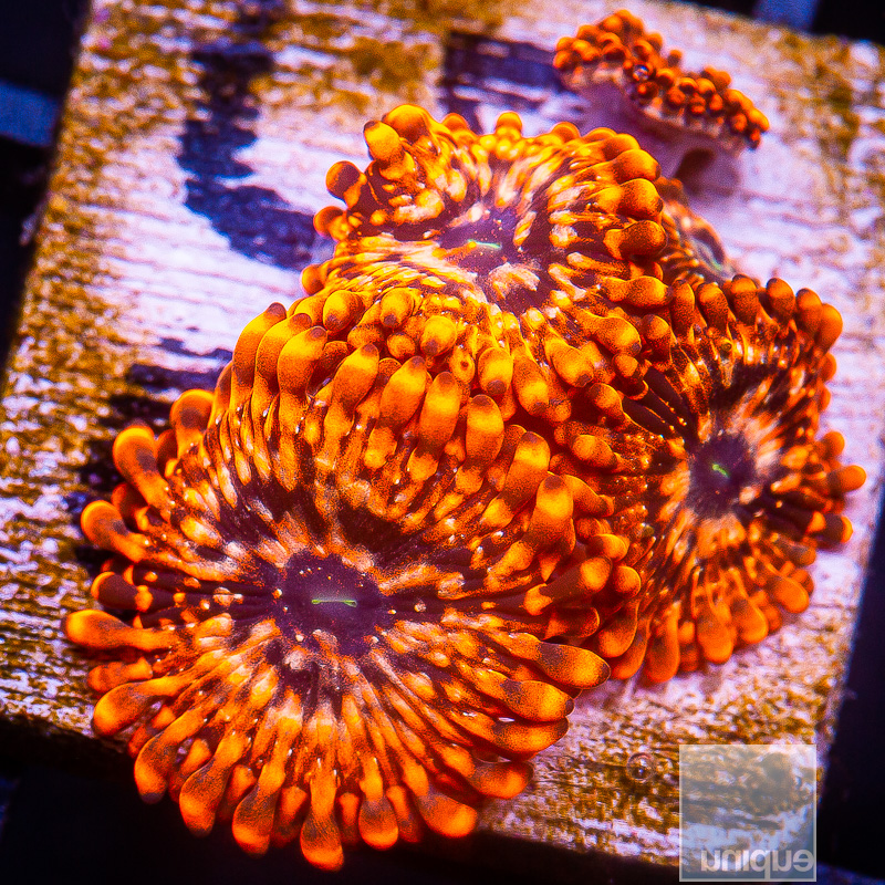 Utter Chaos Zoanthid 159 92.JPG