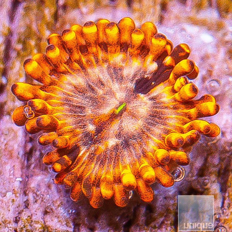 Utter Chaos Zoanthid 39 22.JPG