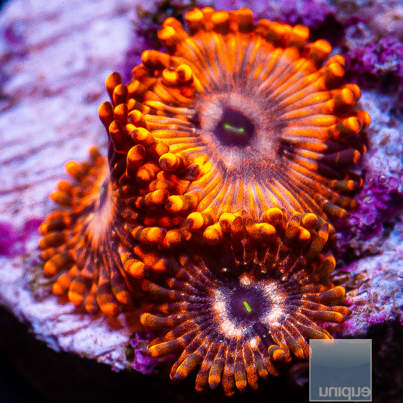 Utter Chaos Zoanthid 49 26.JPG