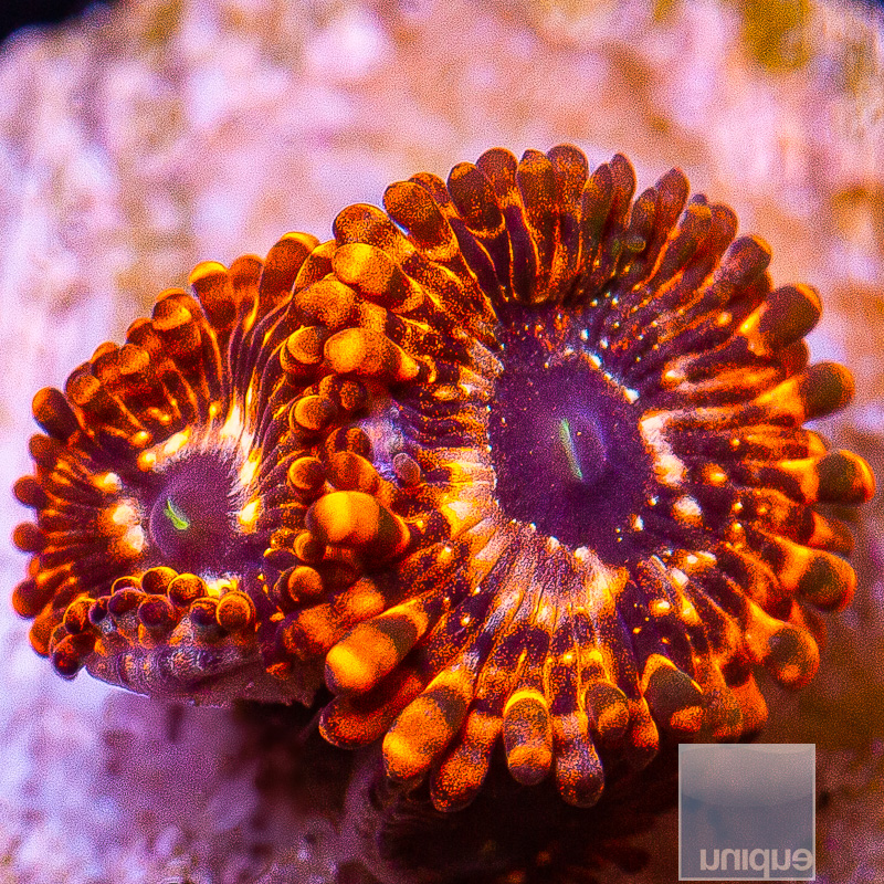 Utter Chaos Zoanthid 59 26.JPG