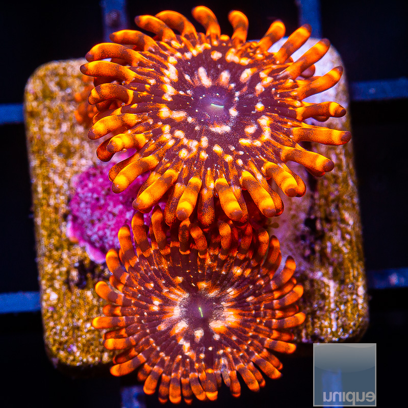 Utter Chaos Zoanthid 79 50.JPG