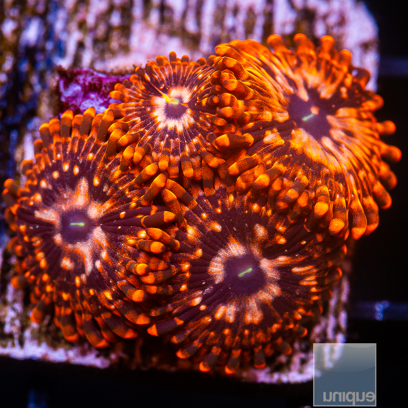 Utter Chaos Zoanthid 99 62.JPG