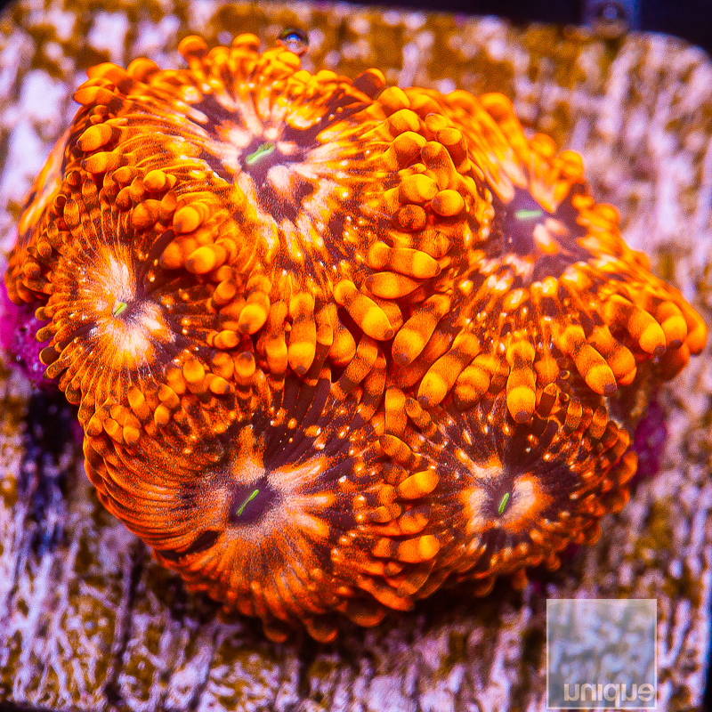 Utter Chaos Zoanthid 99 65.JPG