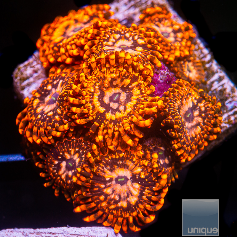 Utter Chaos Zoanthid Colony 219 120.JPG