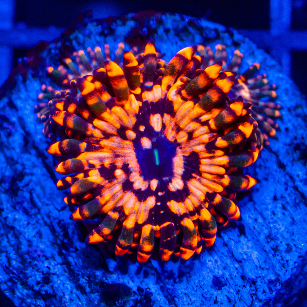 utter-chaos-zoanthids-soft-coral-reef-lounge-usa-637440_1024x.jpg