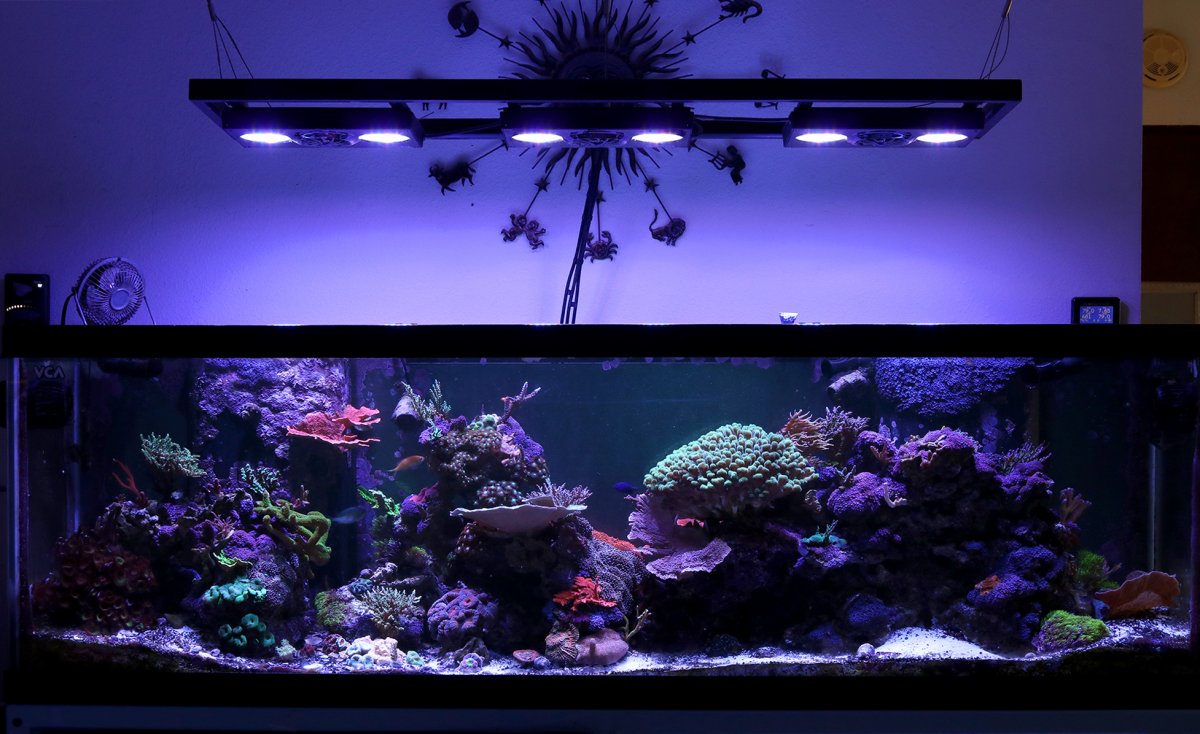 VCA_125reef_1726.jpg