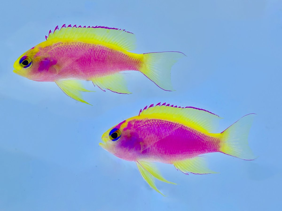 Ventralis Anthias Female Pair.jpg