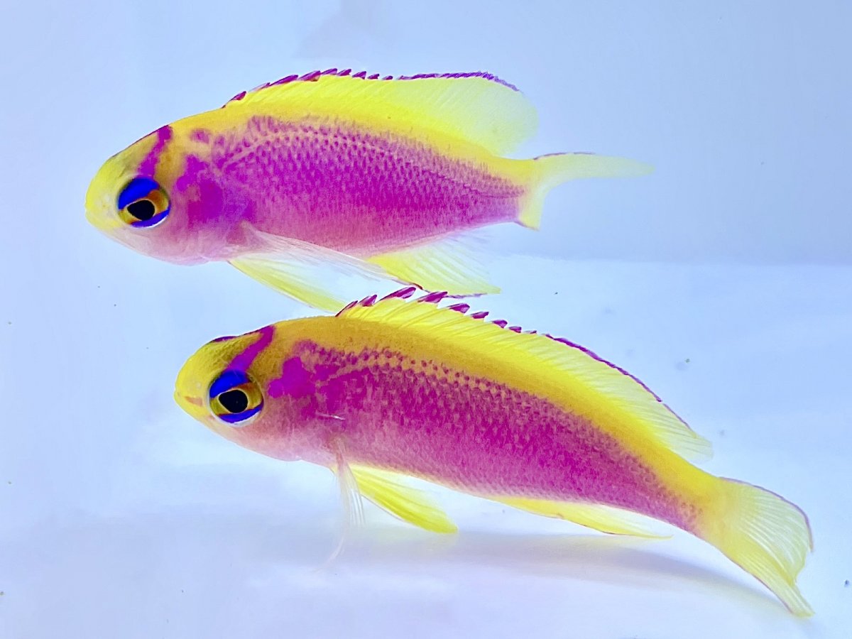 ventralis pair wys 2.jpg