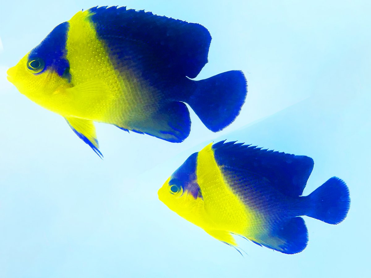 Venustus Pair.jpg