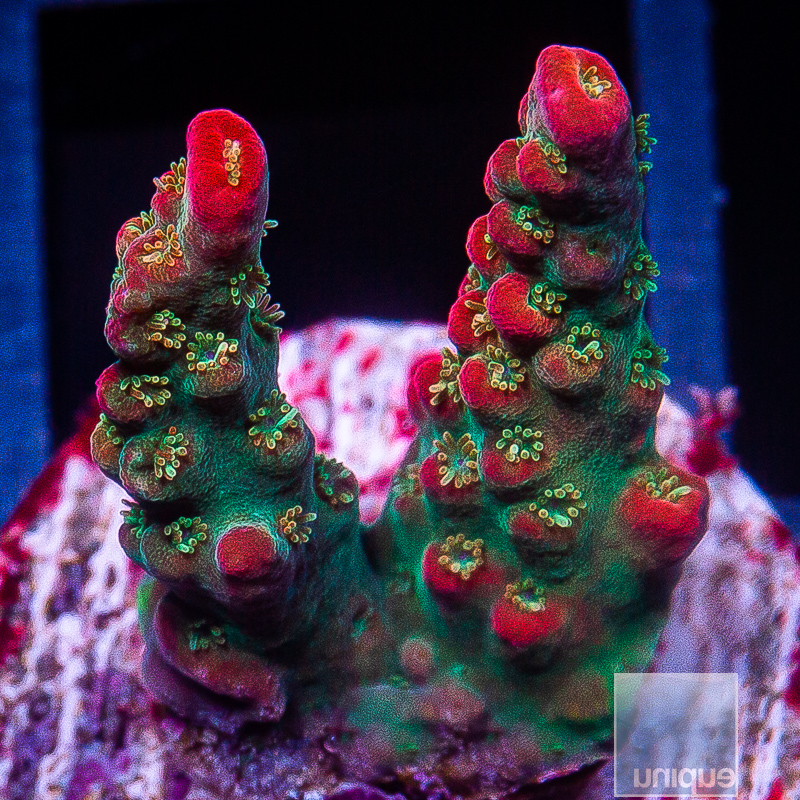 Vivid Confetti Acropora 139 74.JPG