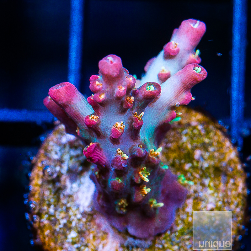 Vivid Confetti Acropora 189 135.JPG