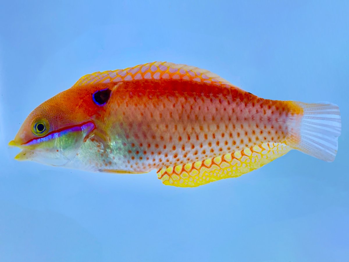 Viviens Wrasse.jpg