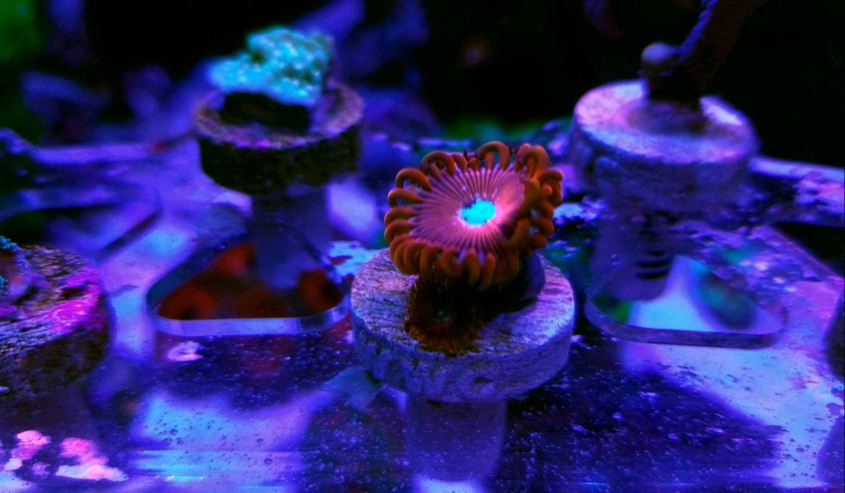 Warlock Zoas.jpg