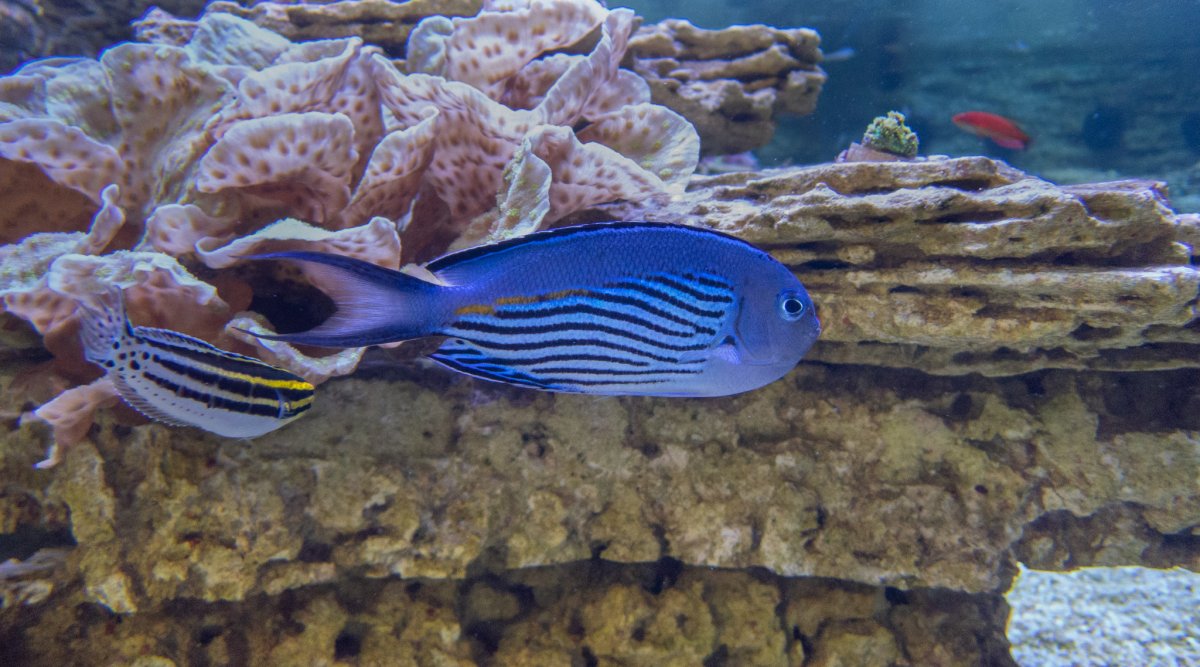 Watanabei Angelfish M3.jpg