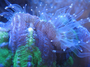 WELLSO Polyps 01.JPG