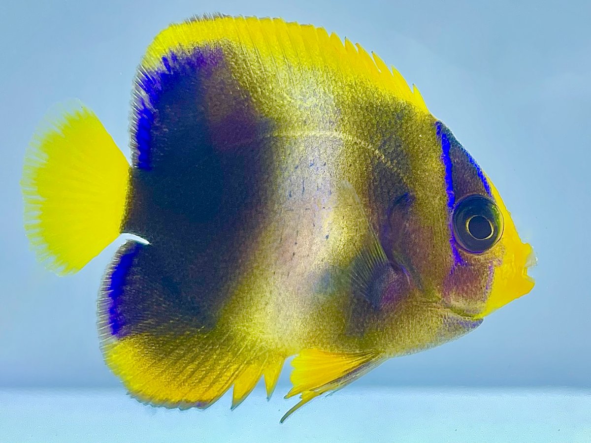 West African Angelfish JUV B.jpg