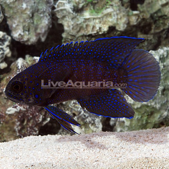 Western Australia Blue Tip Longfin (Paraplesiops melagris) 5.5in.jpg