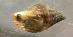 Whelk (bottom).jpg