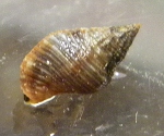 Whelk (top).jpg