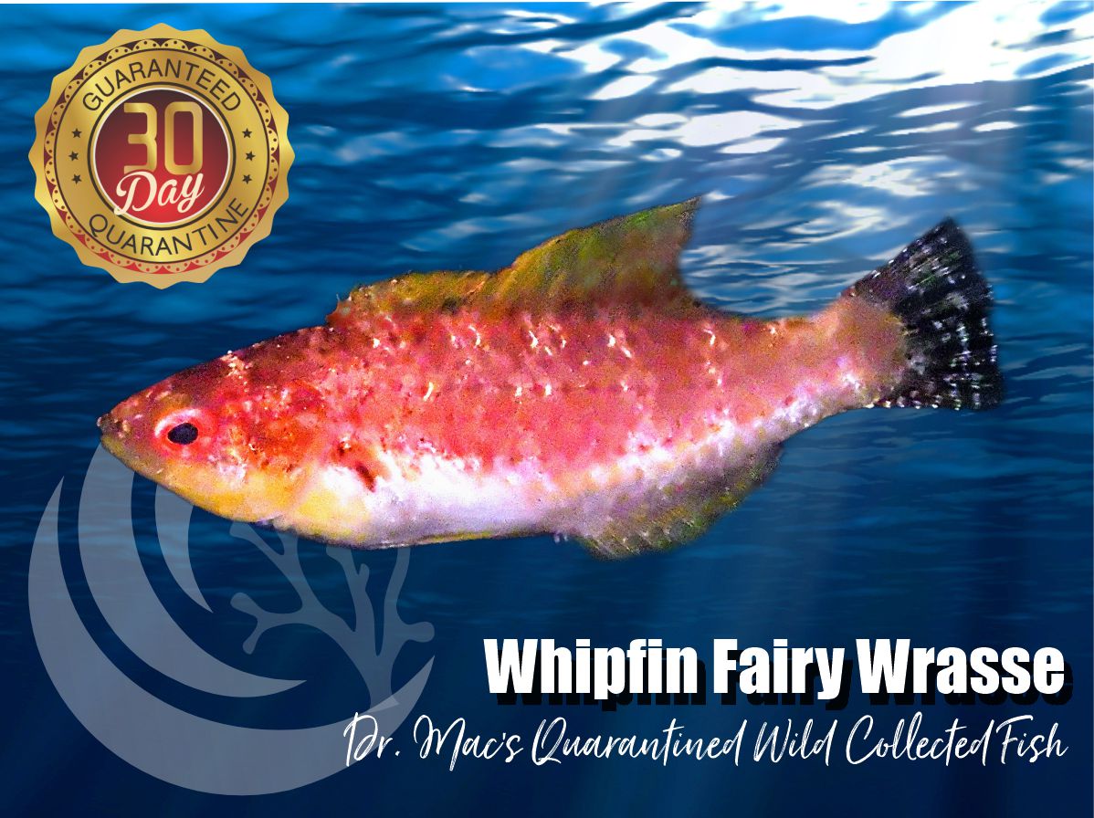 WhipfinFairyWrasse_1200x.jpg