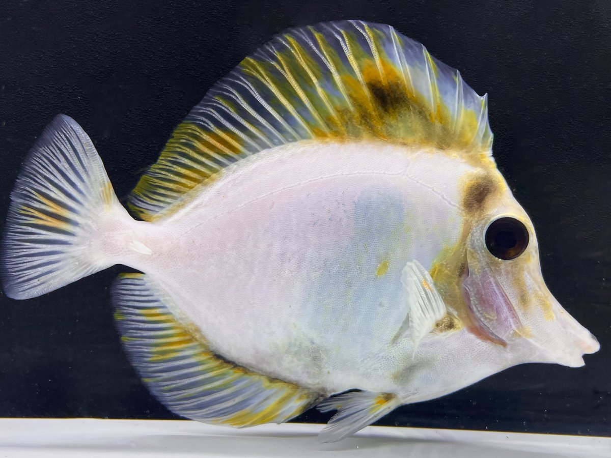 White tang 2.jpg