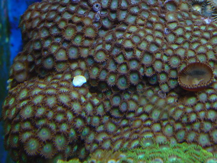 white zoa.JPG