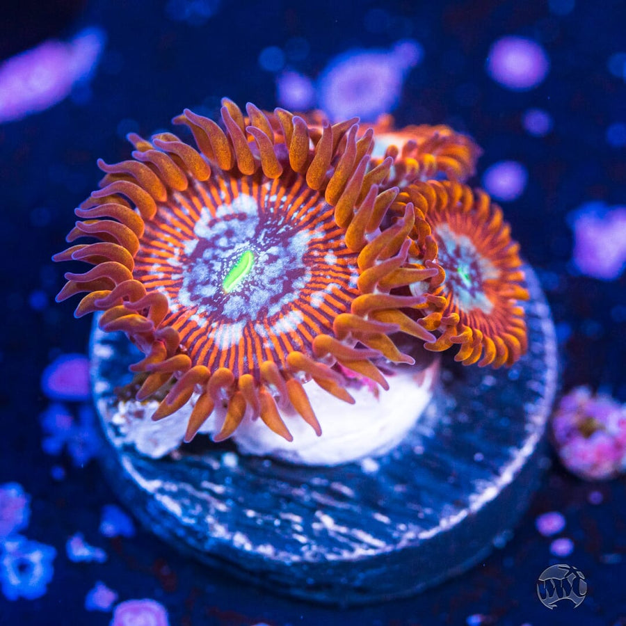 White Zombie Zoa (1).jpg