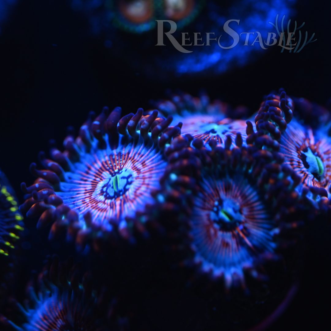 white-zombie-zoa-blue.jpg