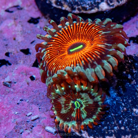 White Zombie Zoa.jpg