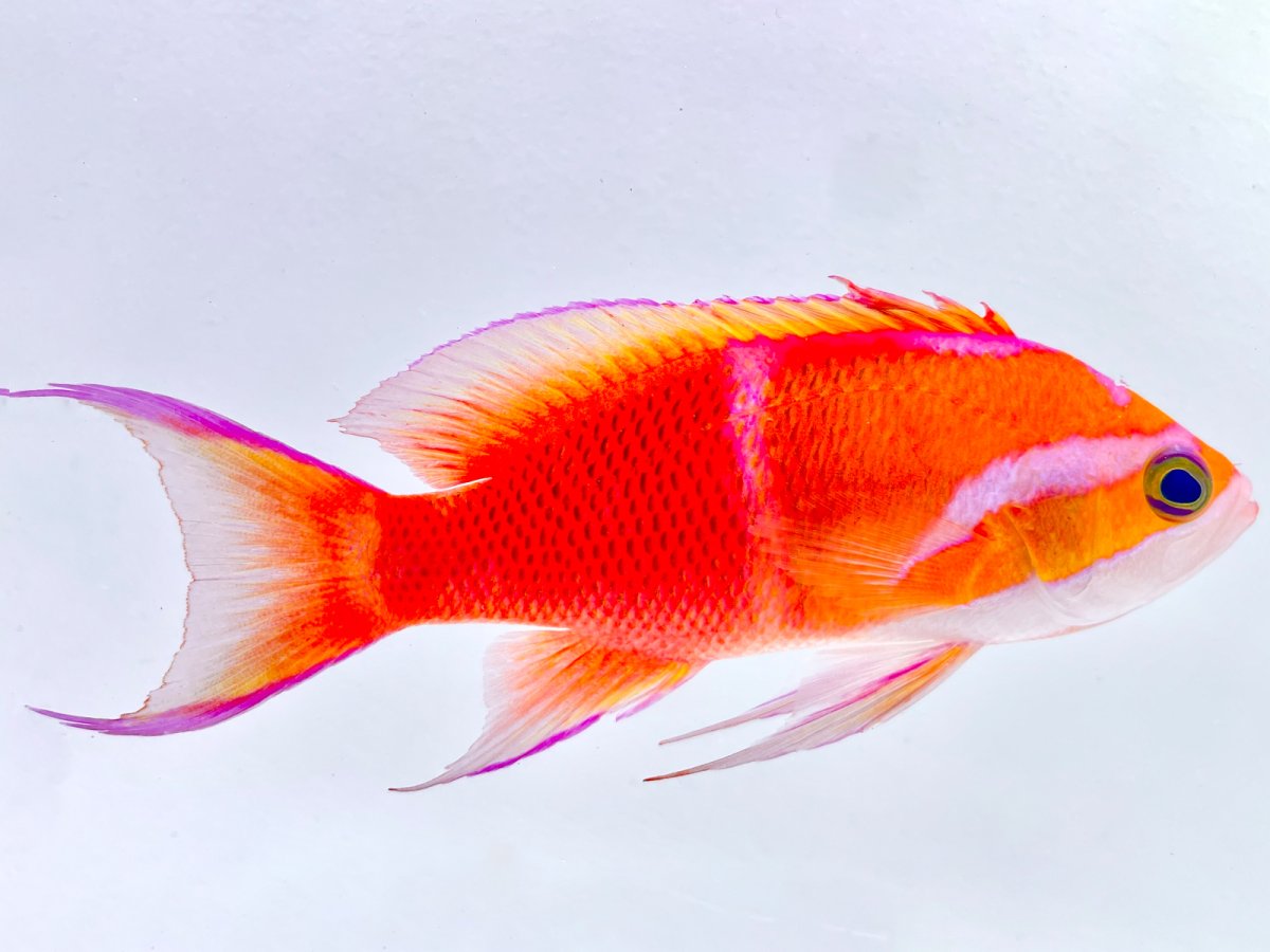 Whitebar Anthias.jpg